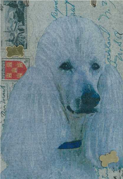 Poodle (white, sporting clip)